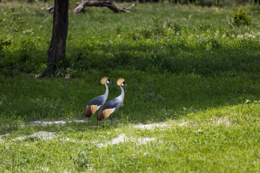 003 tansania safari adventure moments