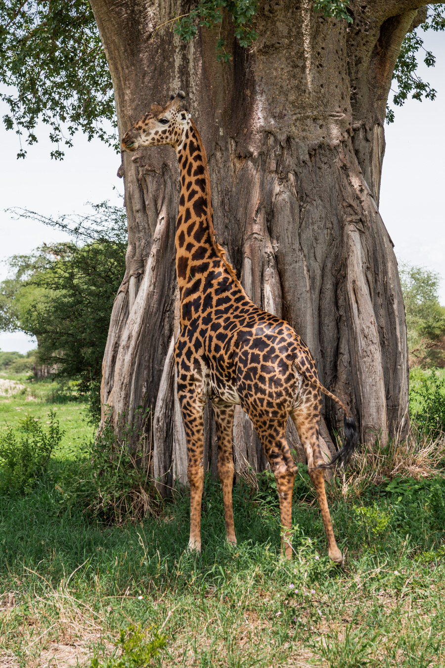 004 tansania safari adventure moments