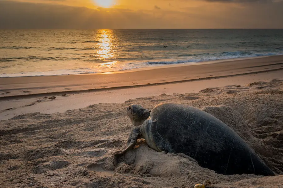 Oman Reise - Schildkrötenbeobachtung in Ras al Hadd