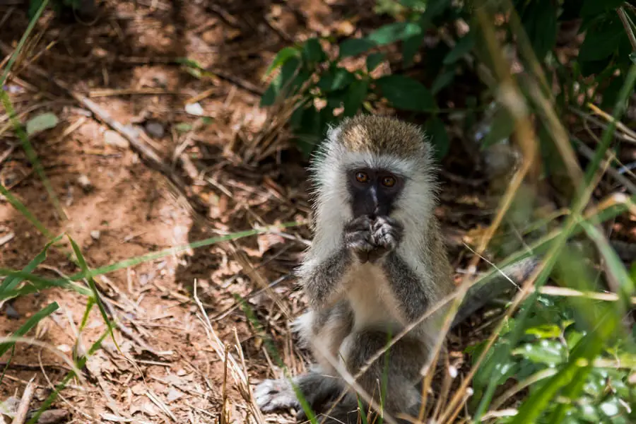 005 tansania safari adventure moments