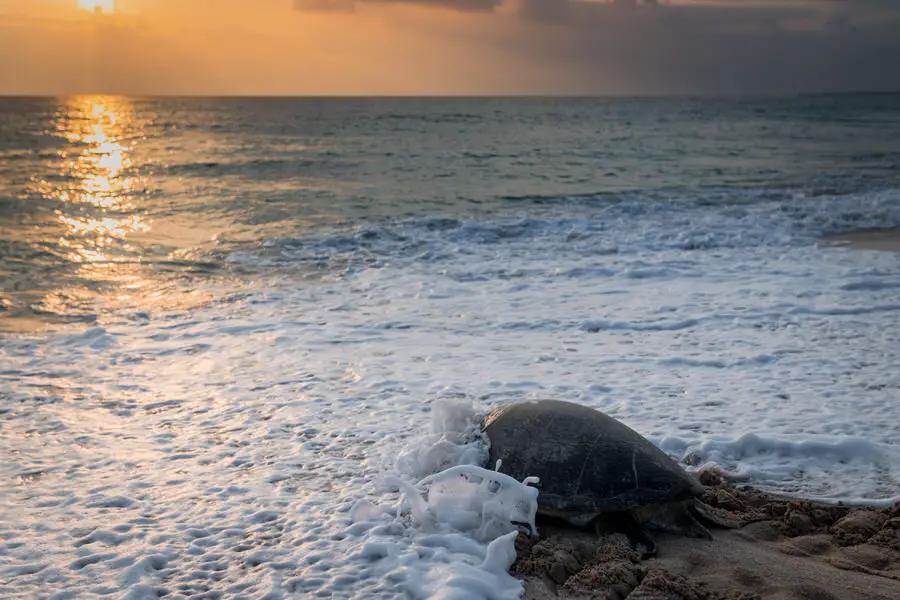 Oman Reise - Schildkrötenbeobachtung in Ras al Hadd