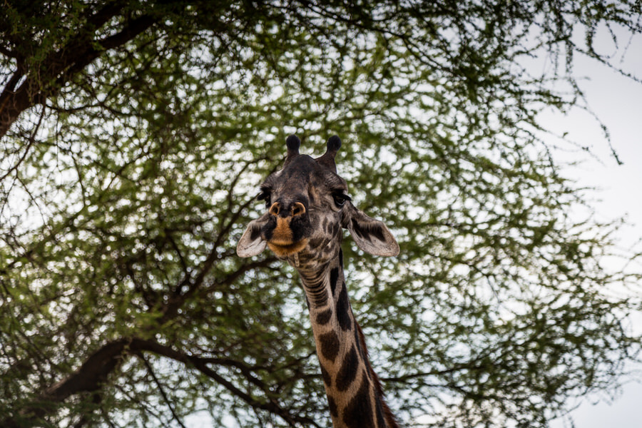 006 tansania safari adventure moments