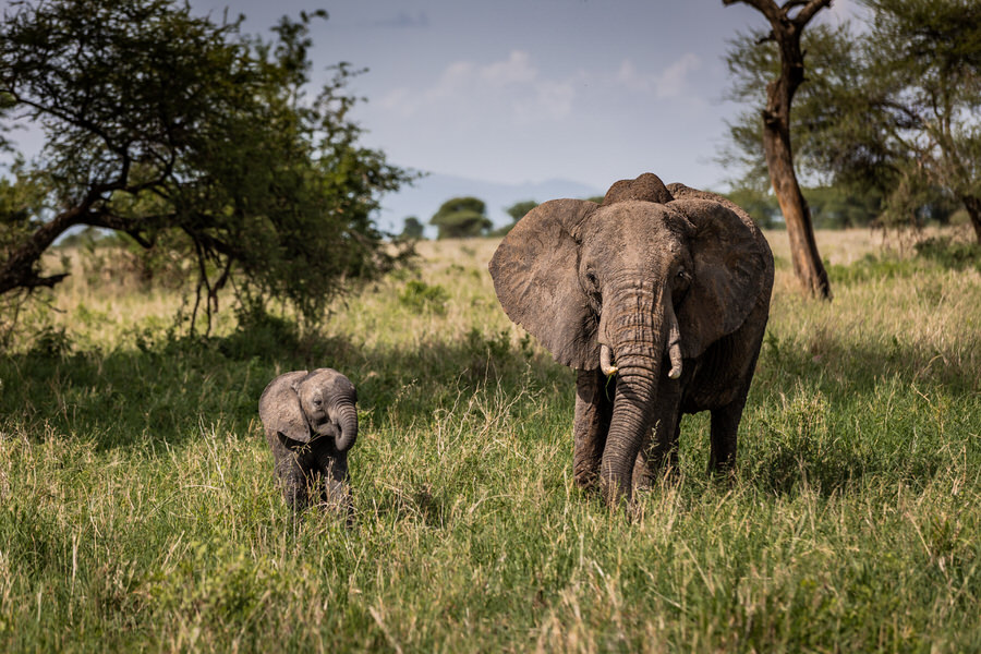 009 tansania safari adventure moments