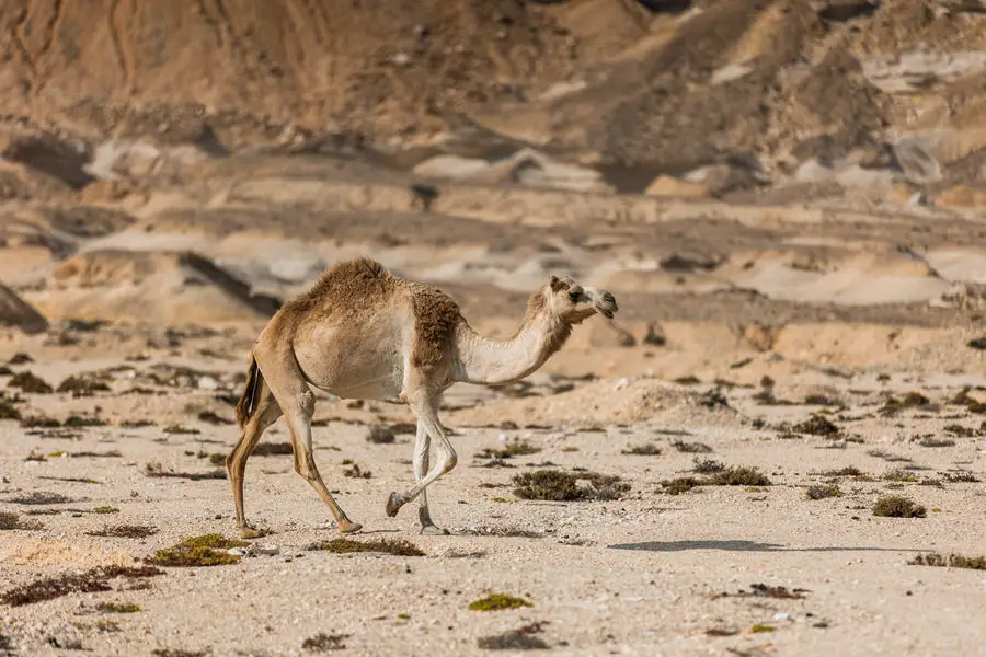 015 oman rundreise roadtrip adventure moments