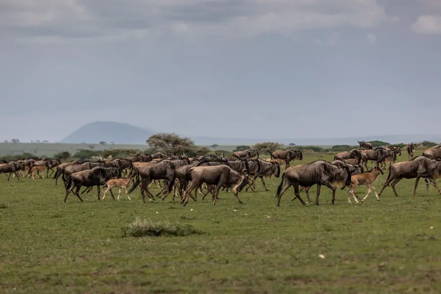 021 tansania safari adventure moments