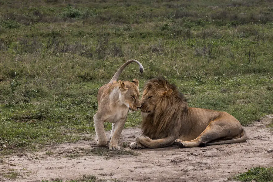 024 tansania safari adventure moments