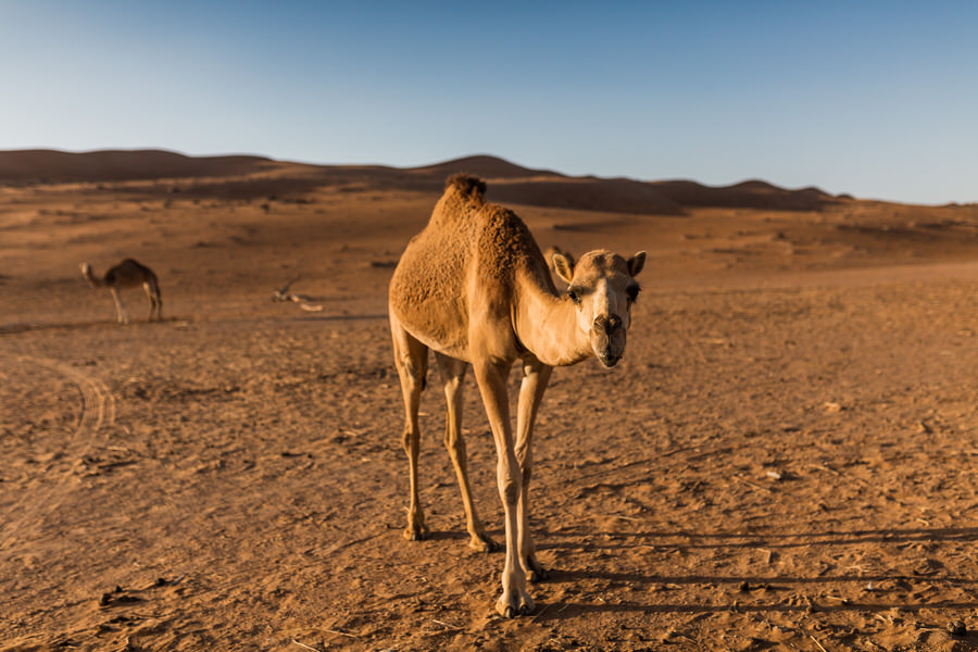 Oman Roadtrip - Kamel