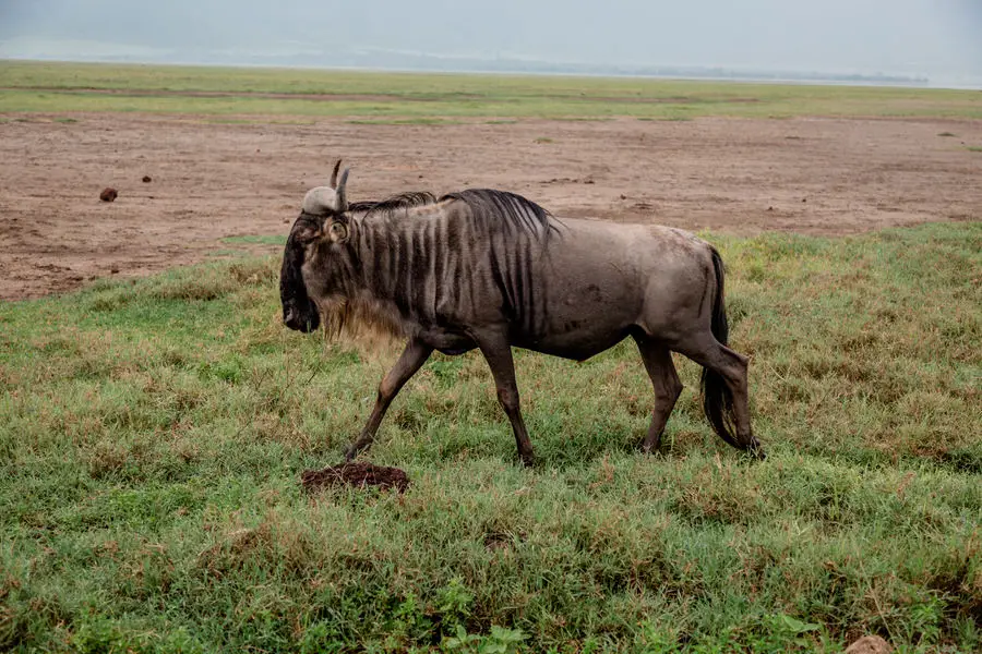 040 tansania safari adventure moments