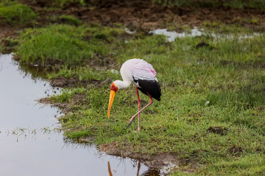 042 tansania safari adventure moments