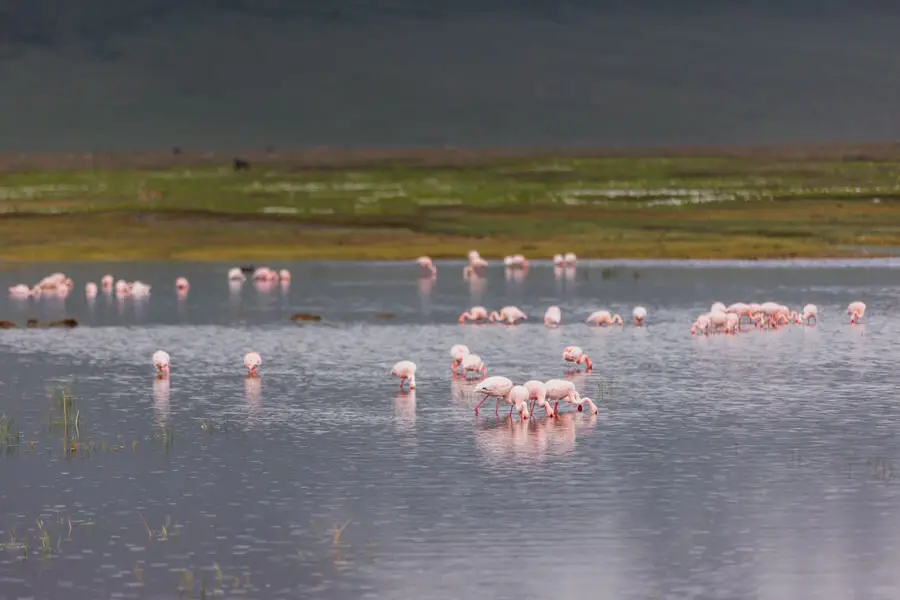 043 tansania safari adventure moments