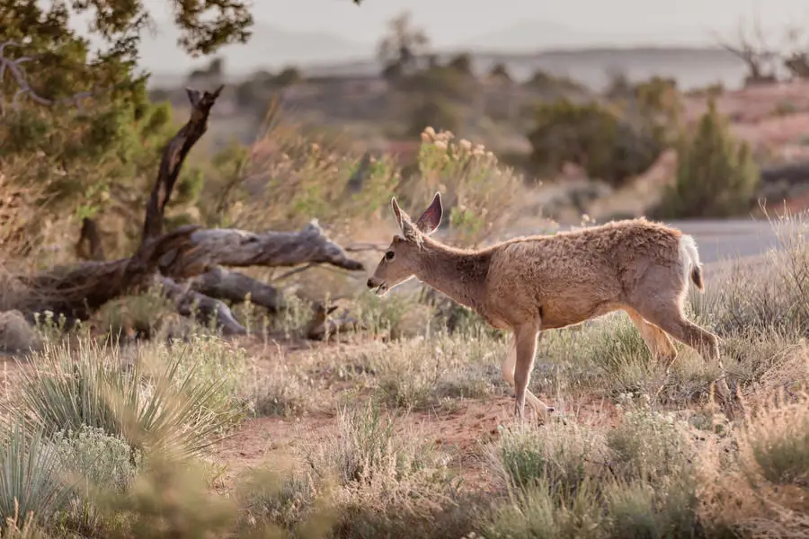 Arches National Park Utah - Deer