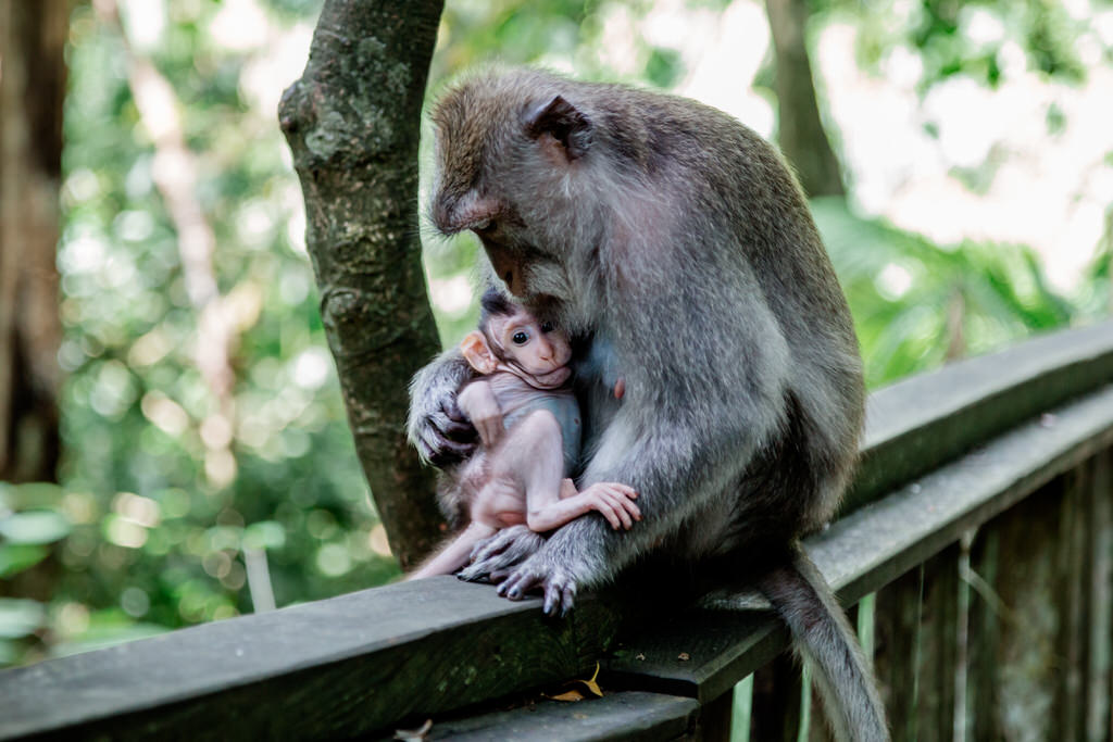 Über 600 Affen leben im Monkey Forest in Ubud