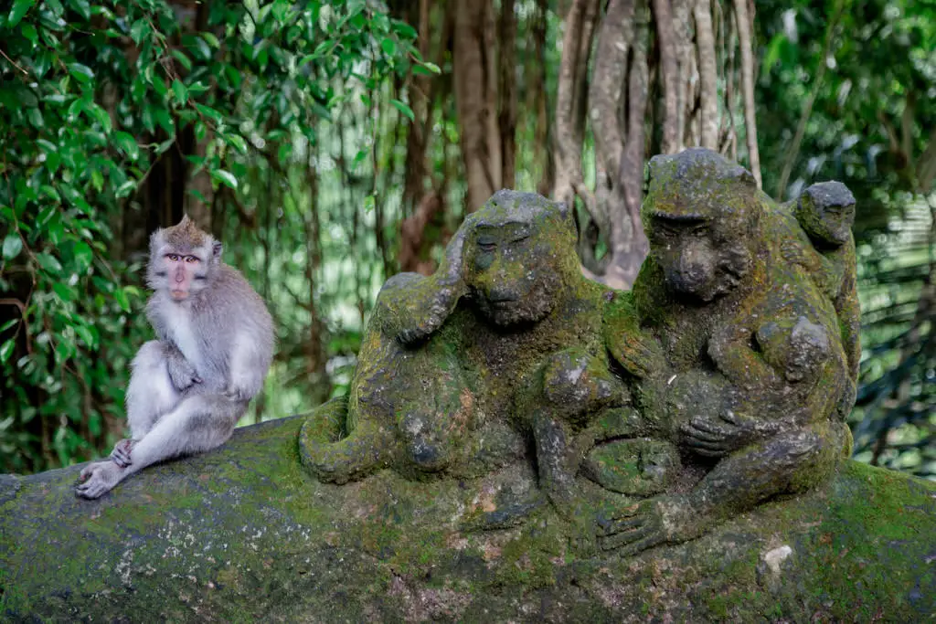 Der Affenwald in Ubud