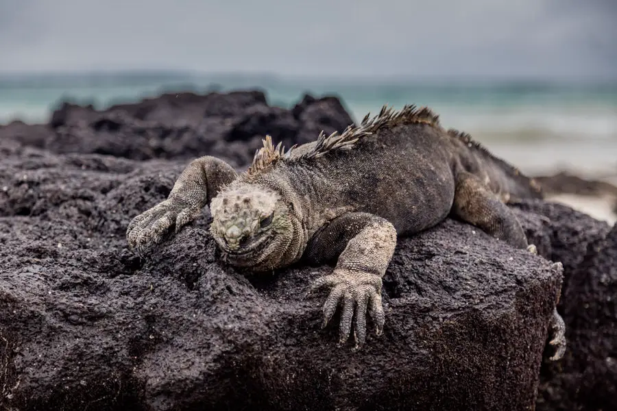 Viele Meeresechsen sind auf den Galapagos Inseln zu finden