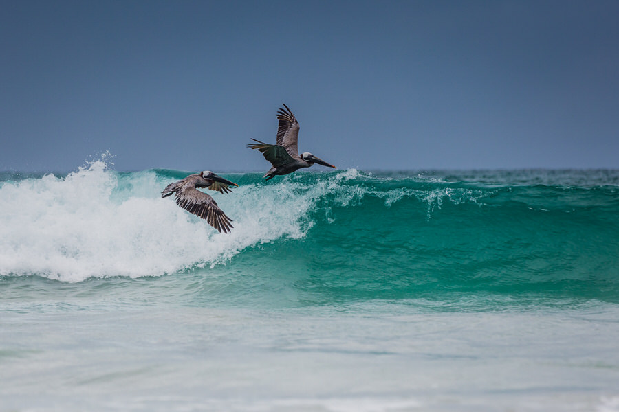 Galapagos Inseln Sehenswürdigkeiten: Pelikane auf der Jagd