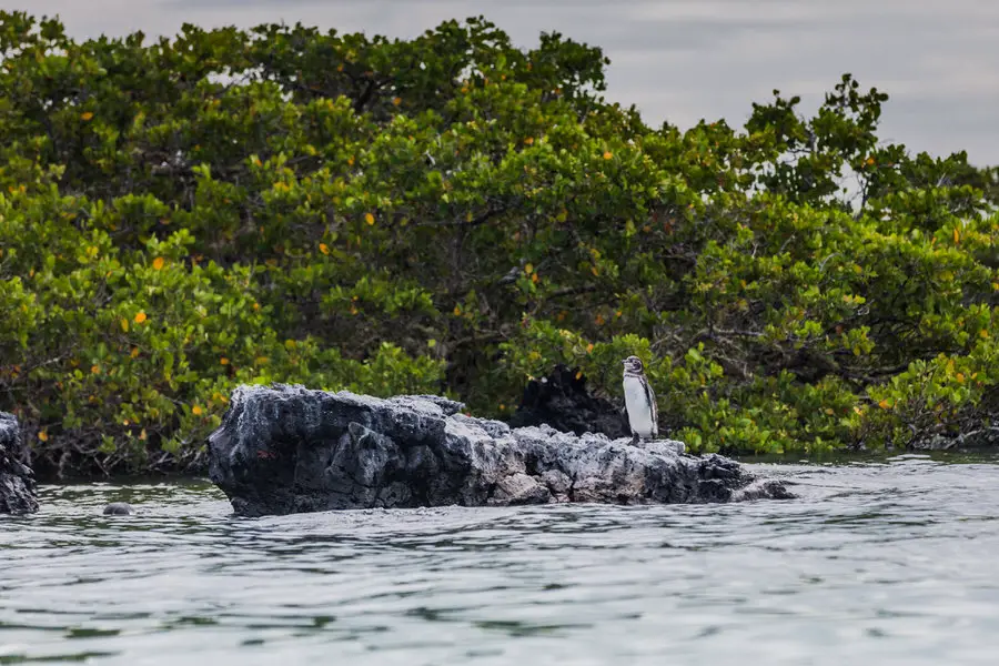 Galapagos Inseln Sehenswürdigkeiten: Pinguin