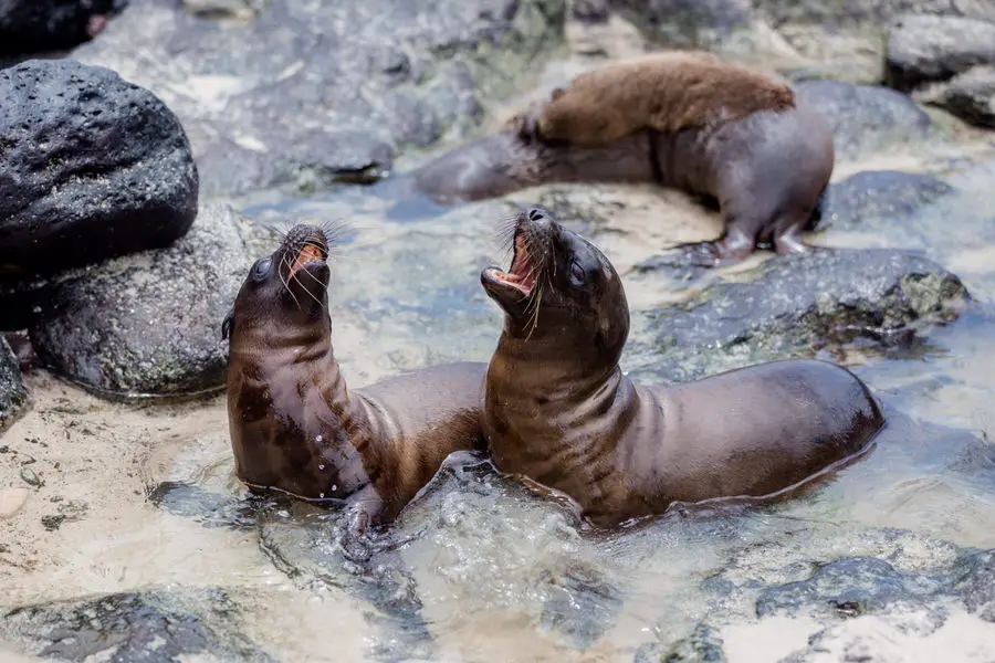 Galapagos Inseln Sehenswürdigkeiten: Die Seelöwen auf den Galapagos Inseln sind neugierig und verspielt