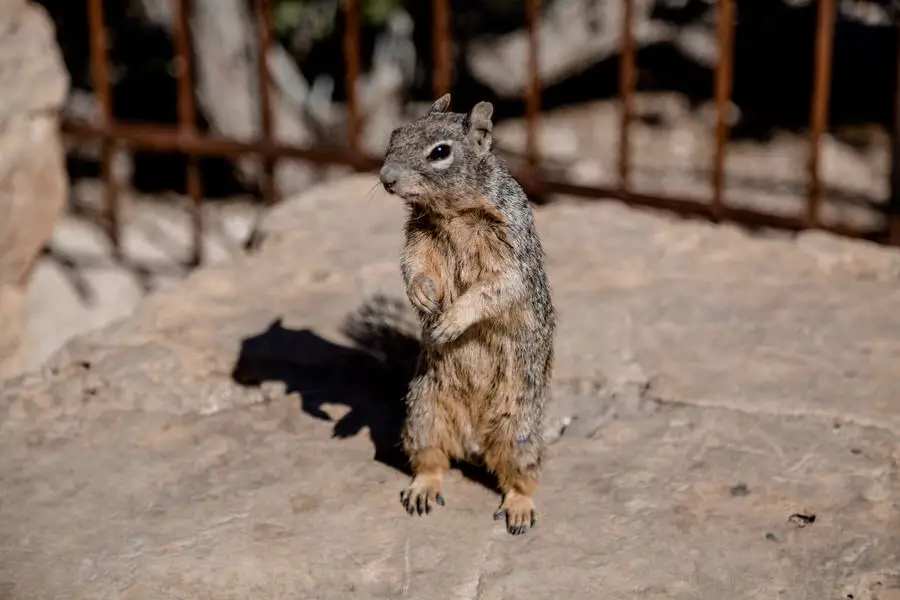 Grand Canyon Fototipps Aberts Squirrel