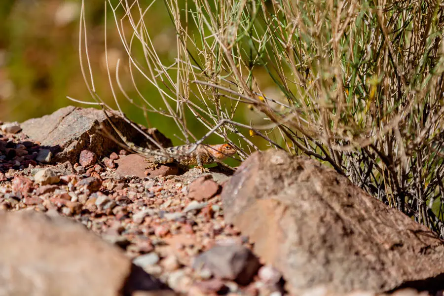 Grand Canyon Wandern