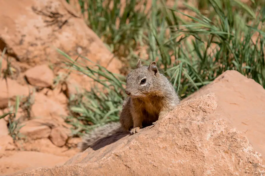 Grand Canyon Wandern