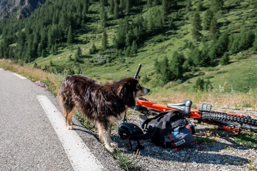 Woks Stone King Rally - ein flauscher Freund